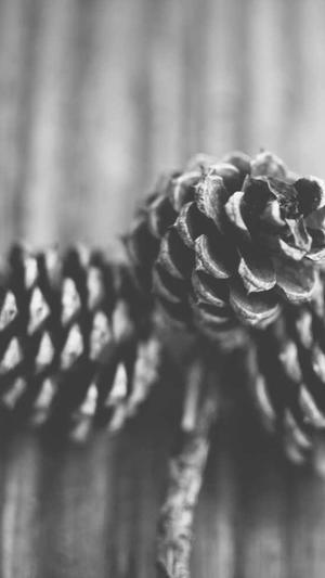 陕西头条蜘蛛池租用截图3