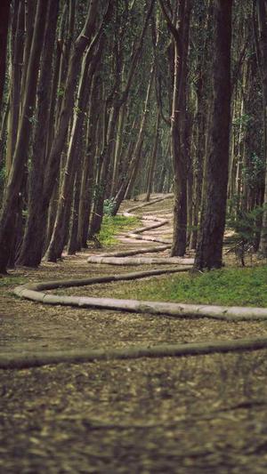 绿茶影视泛目录站群截图2