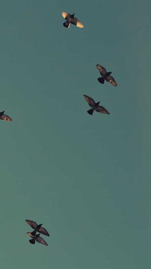 网站seo优化软件截图5