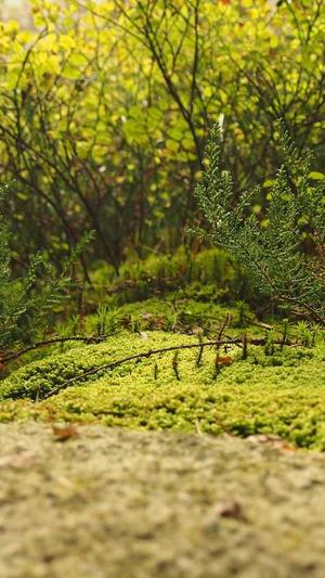 网站建设的论坛截图1