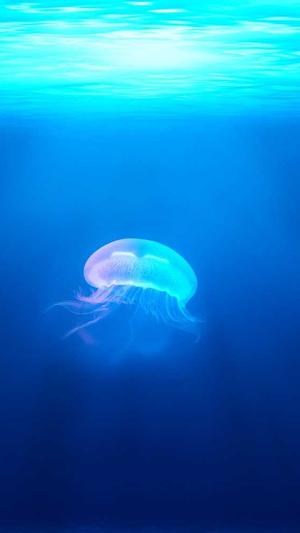 SEO工具优化软件截图2