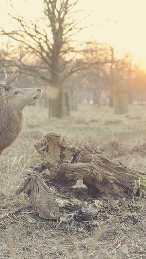网站seo优化诊断工具截图2