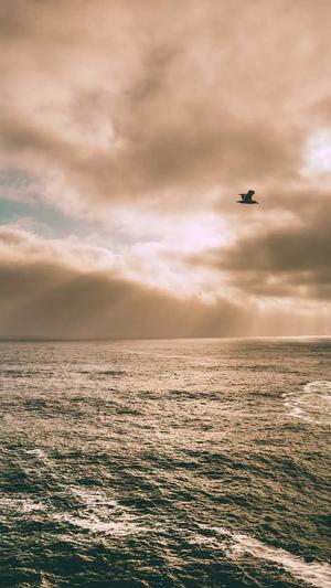 seo实用工具截图2